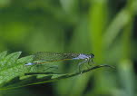 Groe Pechlibelle Ischnura elegans