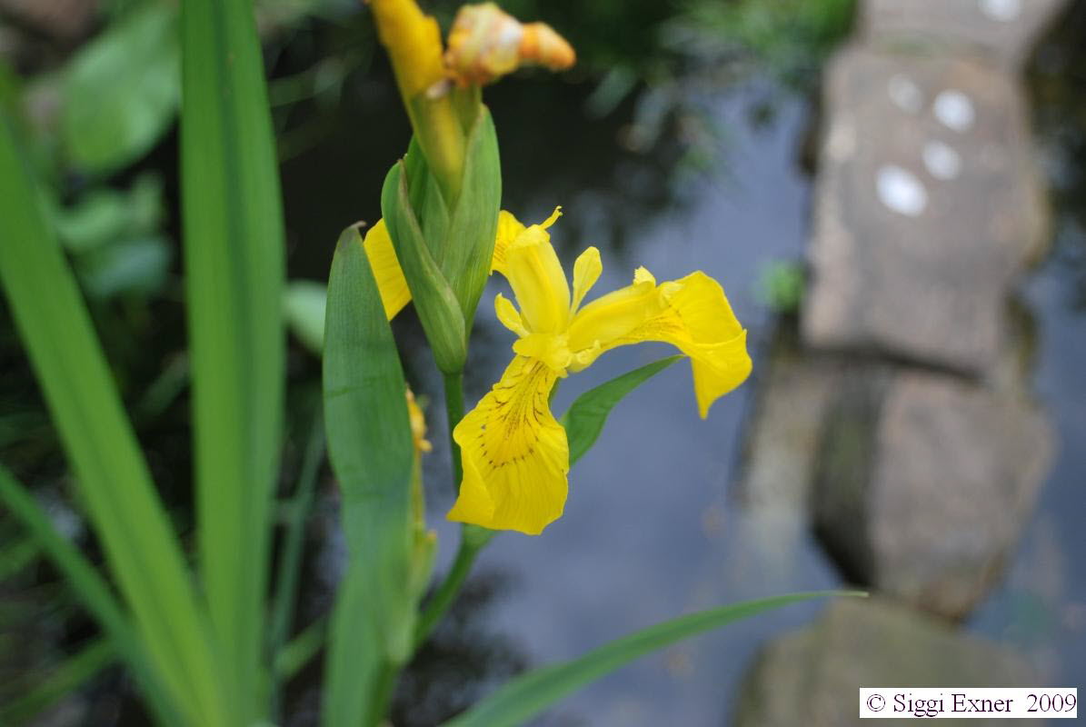 Schwertlilie, Sumpf- Iris pseudcorus