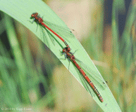 Adonislibelle