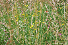Blumewiese-I