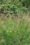 Blumewiese-I2