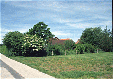 Bltenhecke