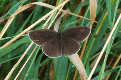 Br-Waldvogel-m