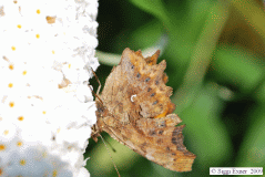 C-falter 2