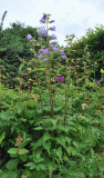Glockenblume-nessel