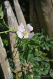 Hundsrose