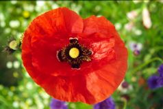 Mohn