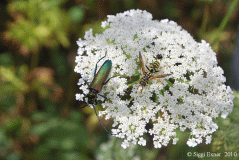 Moschusbock+Feldwespe
