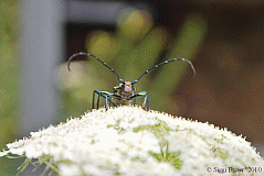 Moschusbock-vorne