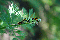 Schwalbenschanzraupe