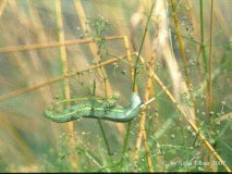 Taubenschwanz Raupe