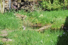 Teichbereich 2010
