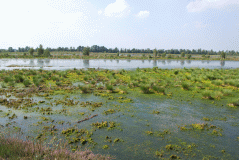 Venner-Moor-vorne-norden_1853_02783