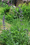 Wiesensalbei