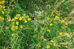 Blumenwiese_1236_02190