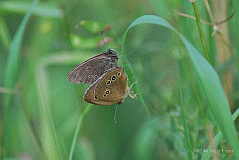 Br-Waldvogel_4534_05282