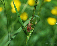 Braune Randwanze