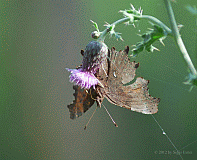 C-Falter_2092_03002