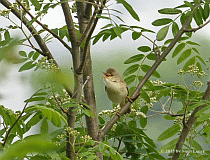 Dorngrasmke-w_0158_08022