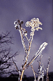 Eisregen Pflanze