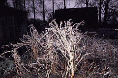 Eisregen Pflanzen