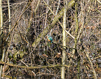 Eisvogel_010257