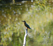 Eisvogel_012212