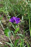 Glockenblume, Knuel-_016105