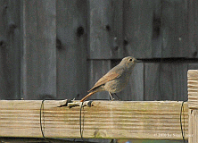 Hausrotschwanz_0477