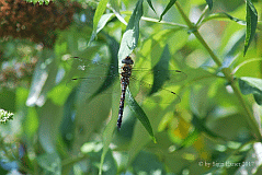 Herbstmosaikjungfer-w_0019577