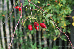 Hundsrose_8632_11619
