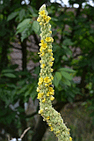 Knigskerze Kleinbltige_0006_10070