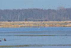 Kiebitz_2838_03622