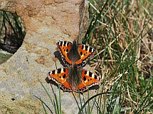 Kleiner Fuchs_3025_03784
