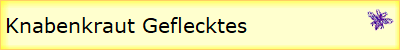 Knabenkraut Geflecktes