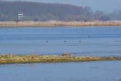 Krickente_2818_03602