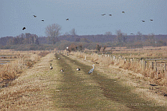 Ochsenmoor_6167_06879