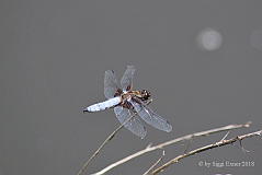 Plattbauch-m_0021530