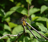 Plattbauch-w_0062_08827