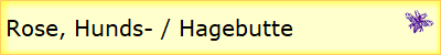 Rose, Hunds- / Hagebutte