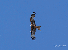 Rotmilan_3765_04519