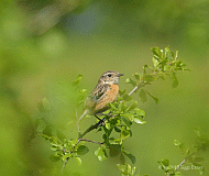 Schwarzkehlchen-w_0197_08446