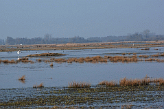Silberreiher_2936_03715