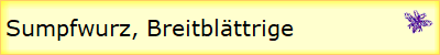 Sumpfwurz, Breitblttrige