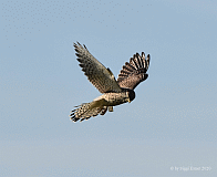 Turmfalke_0665_0066351