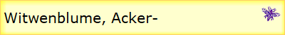 Witwenblume, Acker-