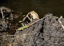 Zauneidechse-m_0209_0062960