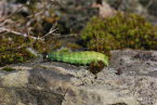 Achateule Phlogophora meticulosa