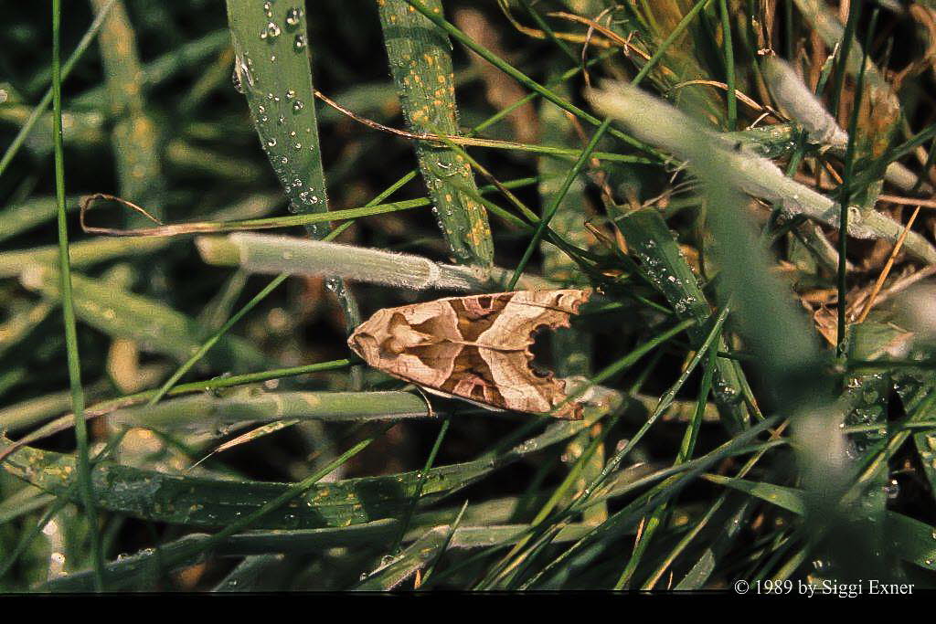 Achateule Phlogophora meticulosa