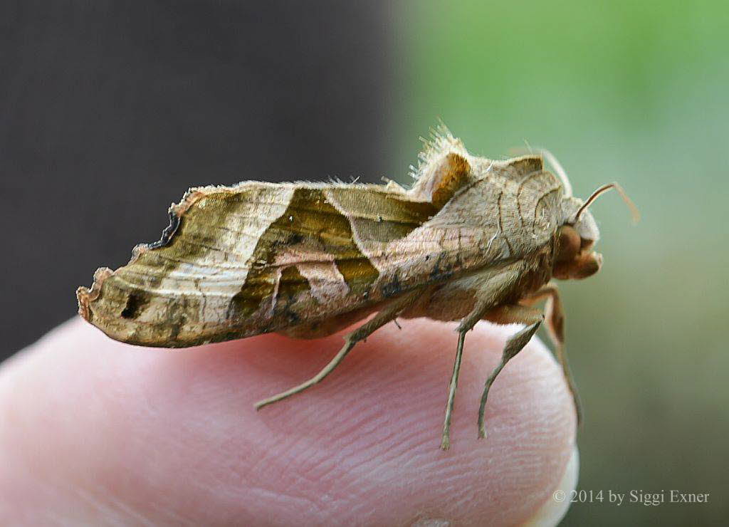 Achateule Phlogophora meticulosa